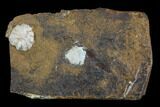 Paleocene Fossil Fruit (Nordenskioldia) - North Dakota #96805-1